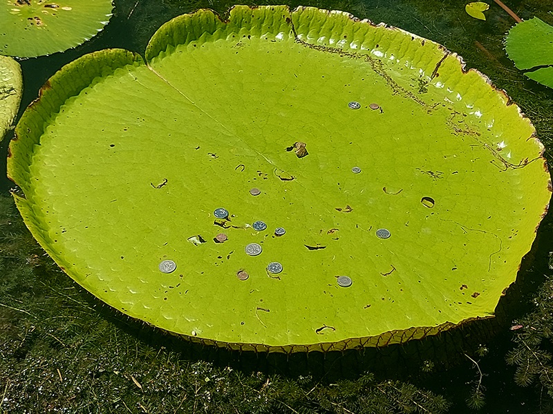 Botanical Garden